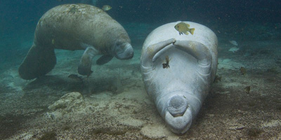A photo of a manatee that is upside-down while a second manatee is situated to the first manatee's left.