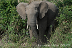 Save elephants