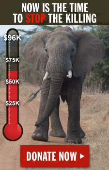 We can save elephants: Donate now