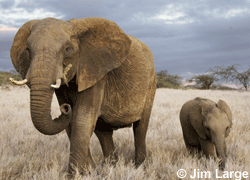 Help save elephants